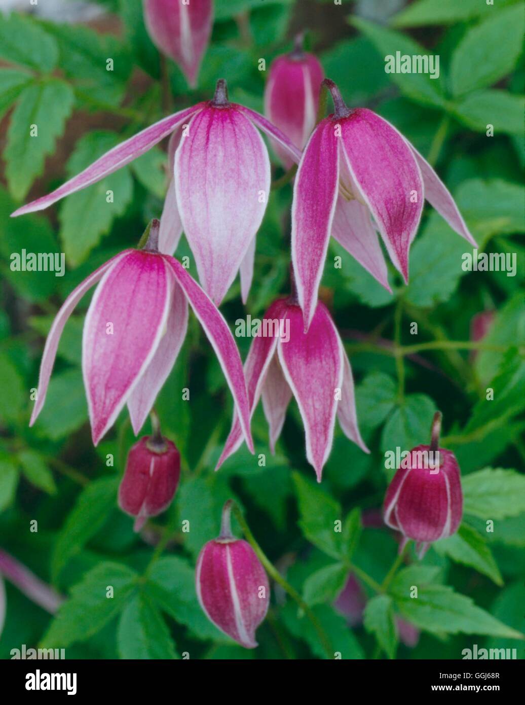 Clematis - `Willy'   CLE036849 Stock Photo